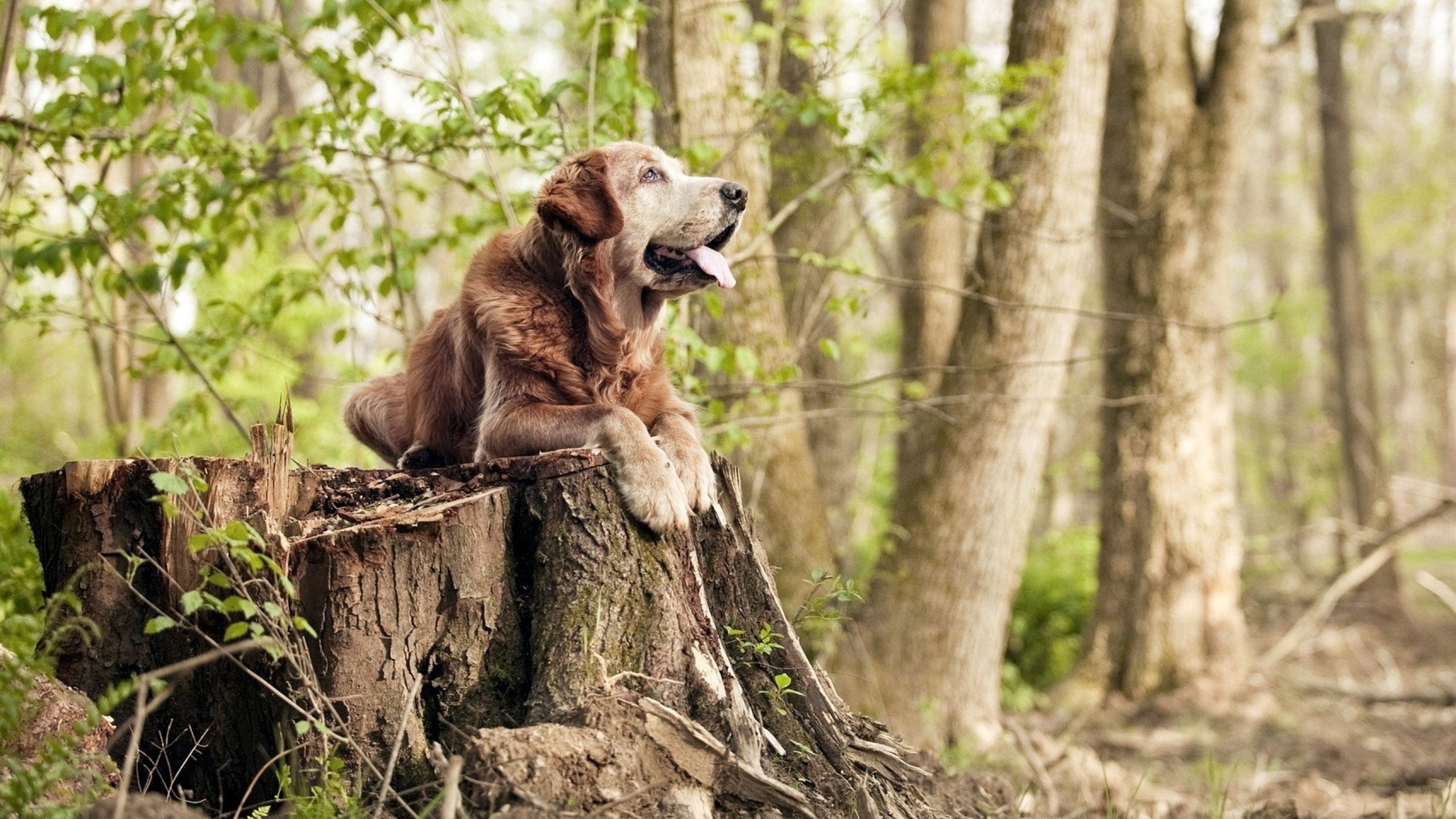 Kaiyun官方登录入口-“篮球文化的起源：如何成为全球青少年的精神信仰”，篮球文化带给我们的人生思考