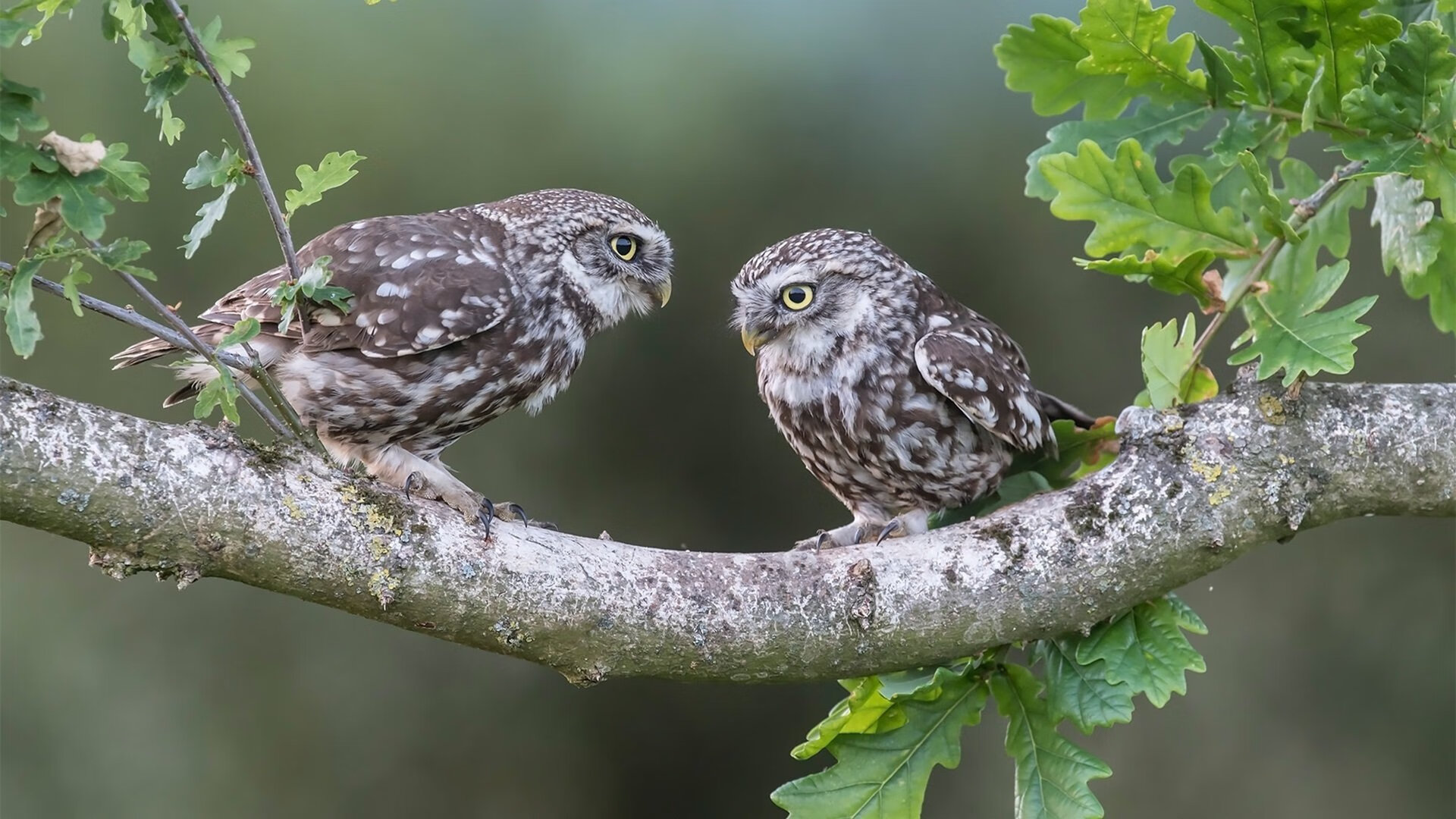 开云中国-克罗地亚队在巴黎奥运会手球比赛中表现出色，晋级决赛，克罗地亚国家队赞助