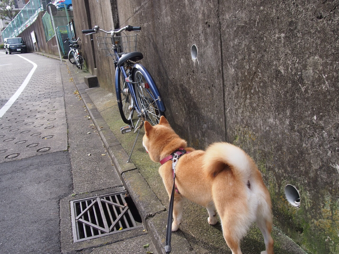 开云中国大陆-全国青少年“追梦中国”篮球文化系列巡展在各大城市持续火热进行