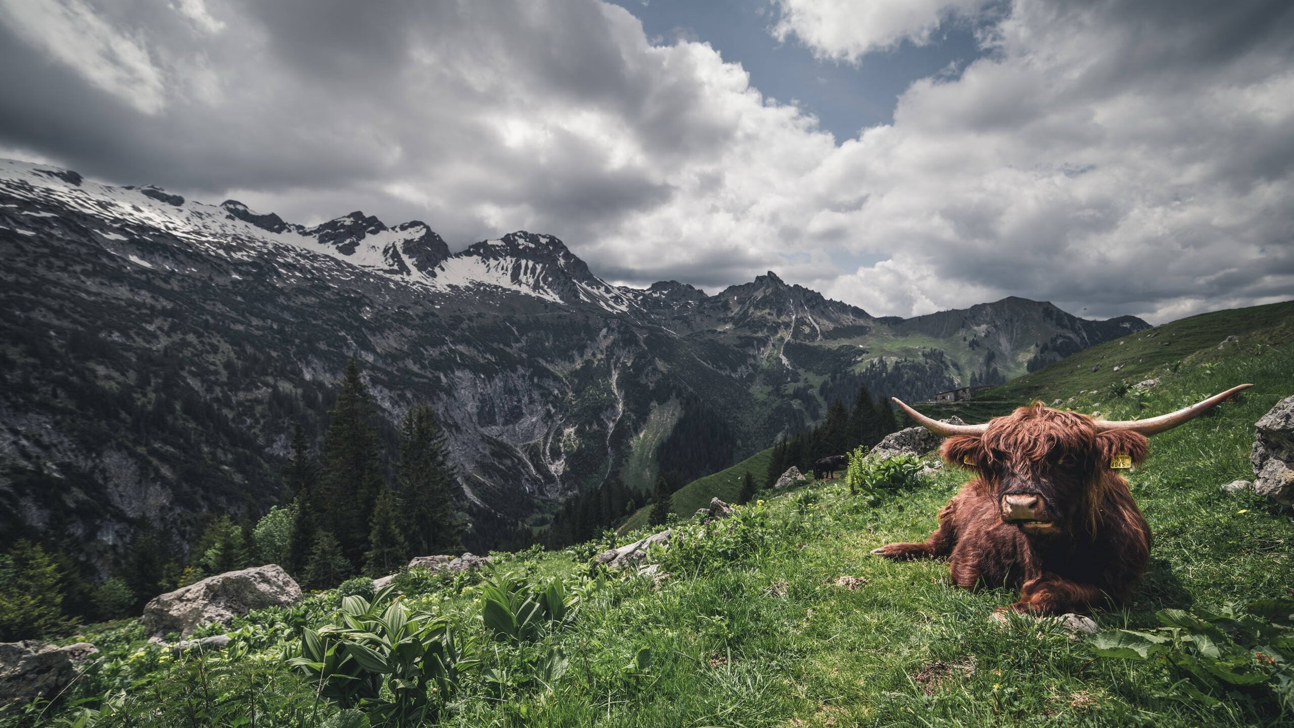 开云·体育官网-夺冠路上的“绝杀高手”票选排行榜，夺冠的决心