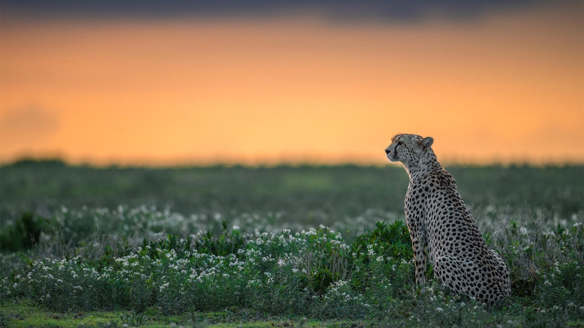 开云入口-未来策略:联盟全球化、多元化新布局,多元化体系联盟中的联盟国家以坚持自卫立场的关系出现