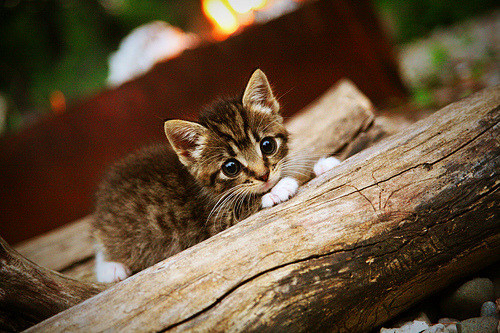 开云·体育官网APP下载-四川金强球队进攻火力全开，四川金强球迷协会微博