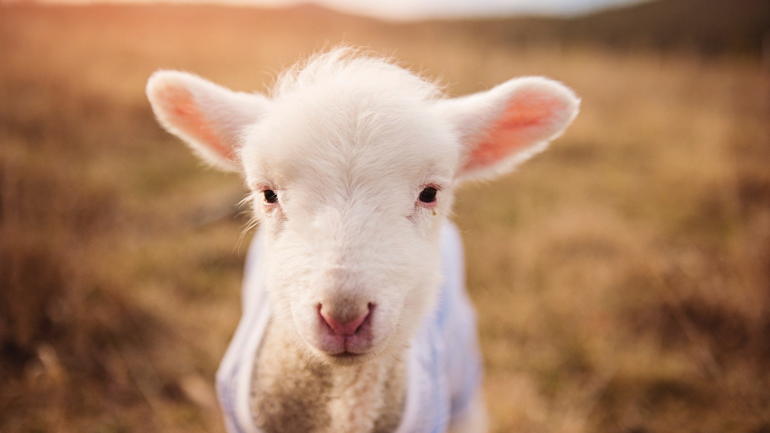 kaiyun体育综合-是否应为球员开设危机应对训练课程