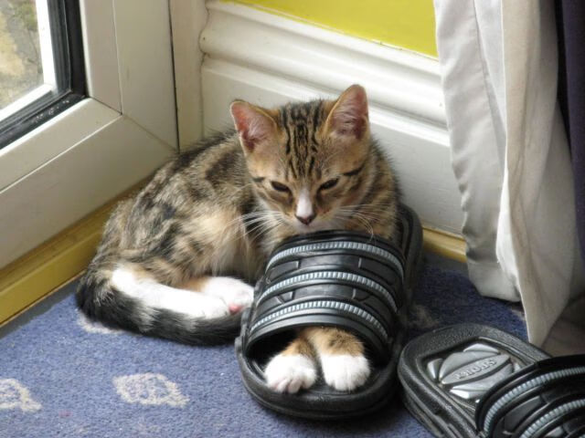 开云官方网站-浙江男篮豪取关键胜利，晋级希望再次升温，浙江男篮最新名单