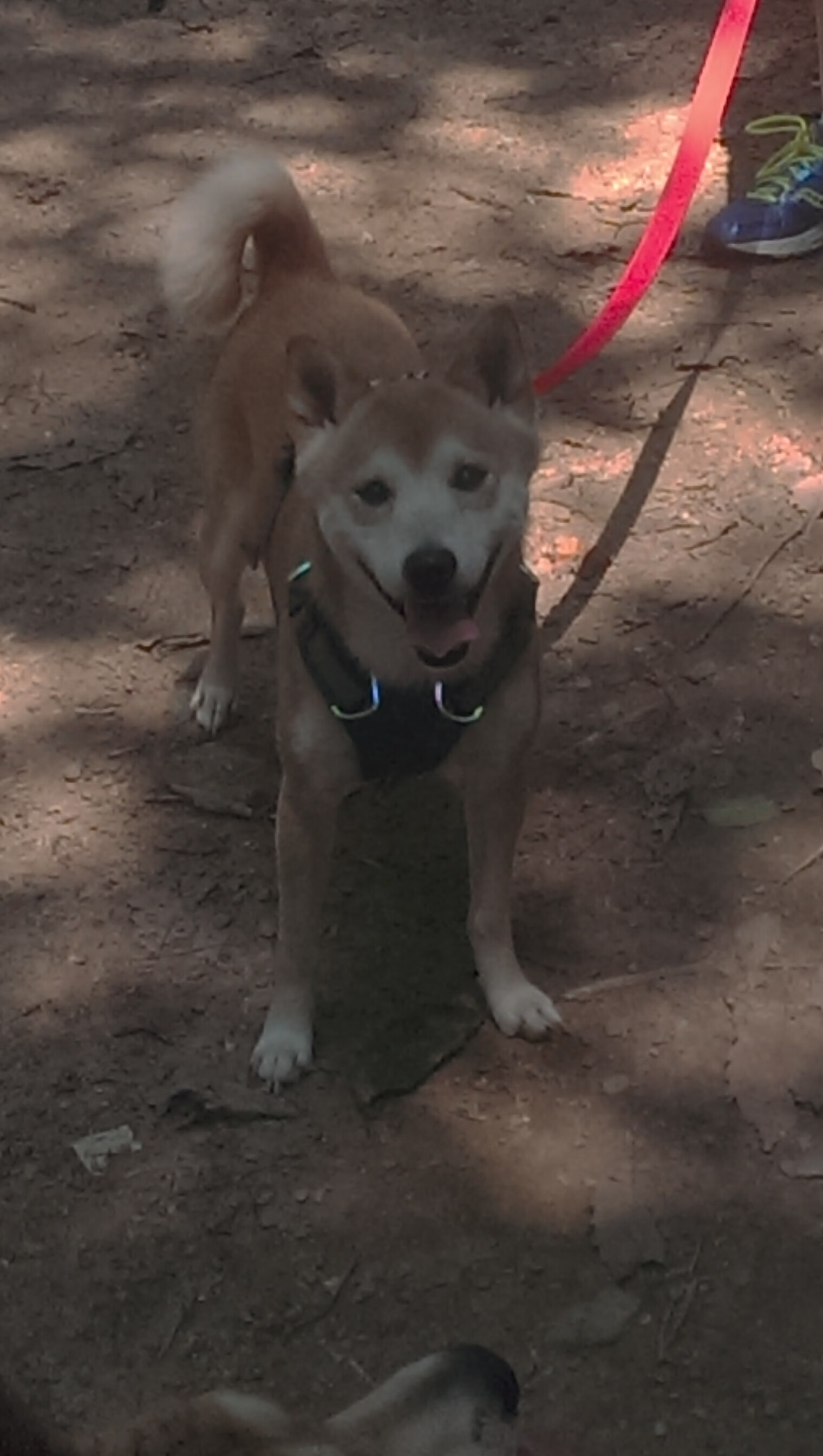 kaiyun官方入口登录-瑞士惊险战胜土耳其，保留欧锦赛出线希望，欧洲杯瑞士vs土耳其谁是主场