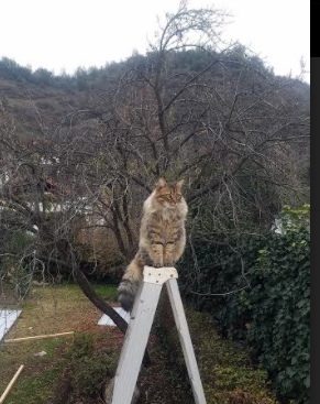 kaiyun开云·官方网站-生力啤酒人防守体系日益完善，生力啤酒有限公司