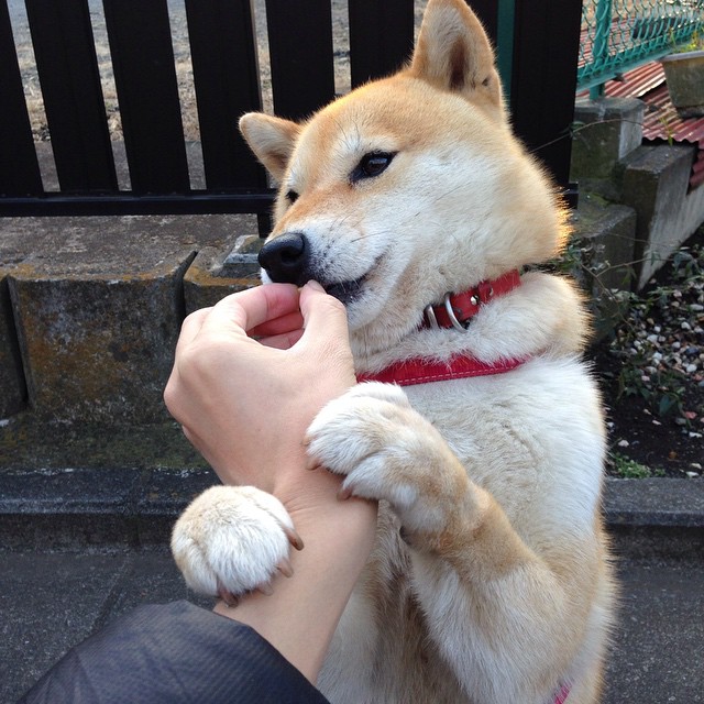 Kaiyun APP-季后赛防守最难被攻破的防线揭秘,季后赛打什么