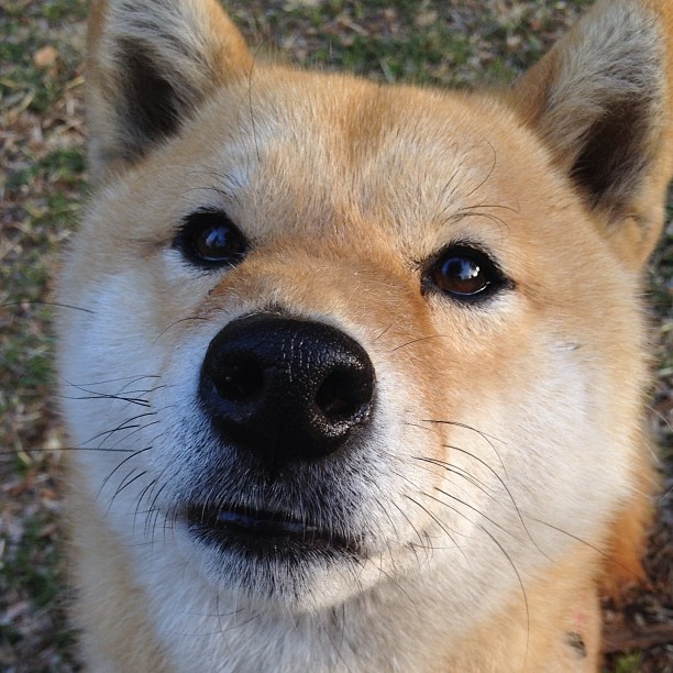 开云官方网页登录-足球教练战术复盘系统实现数据自动化整合，足球训练教练指导视频