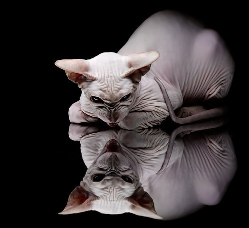 开云·体育官网-中国女排迎战巴西争夺四强席位，中国女排_巴西