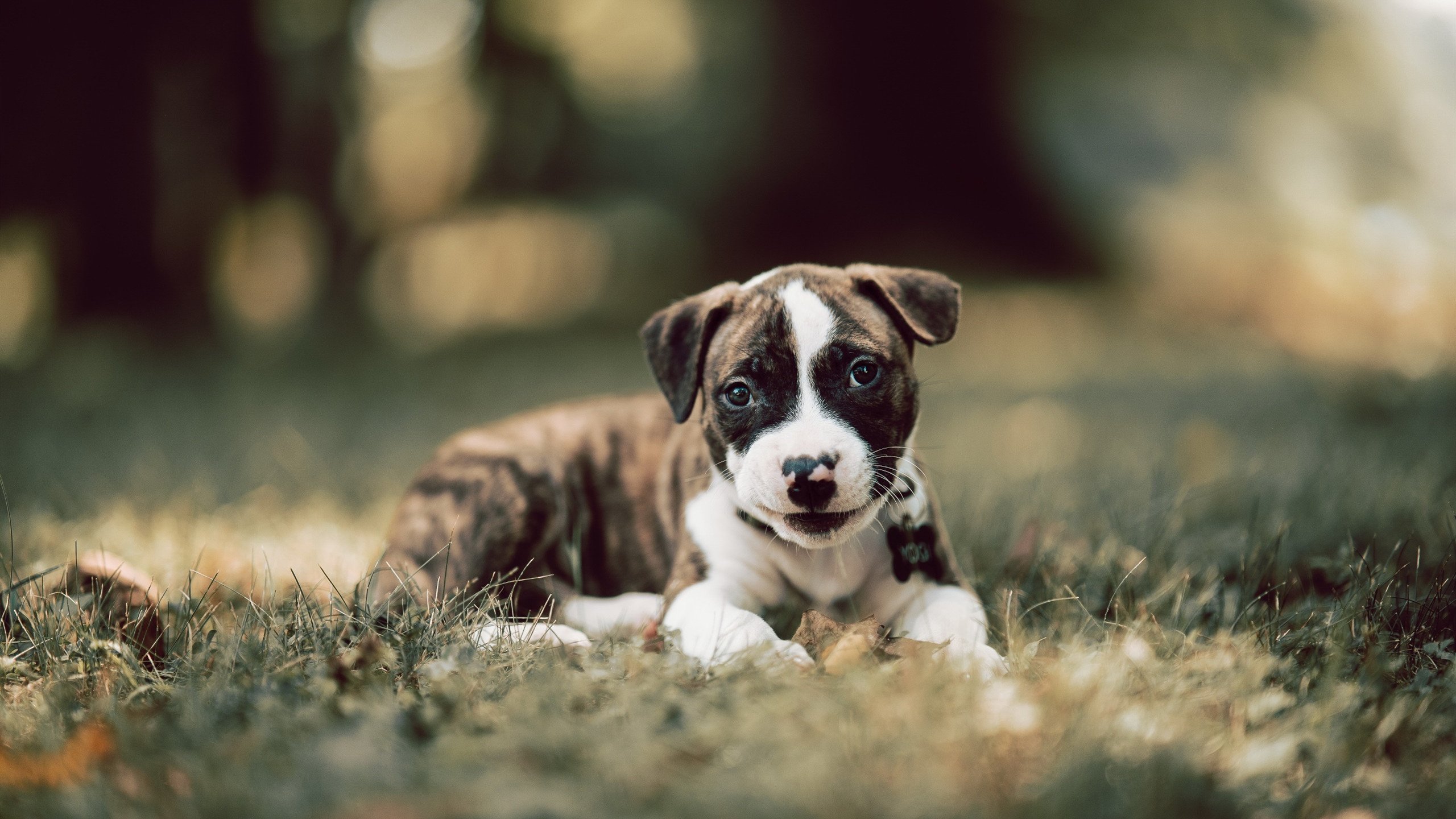 开云入口-公牛防守强度升级迫使对手陷入得分荒,公牛的防守