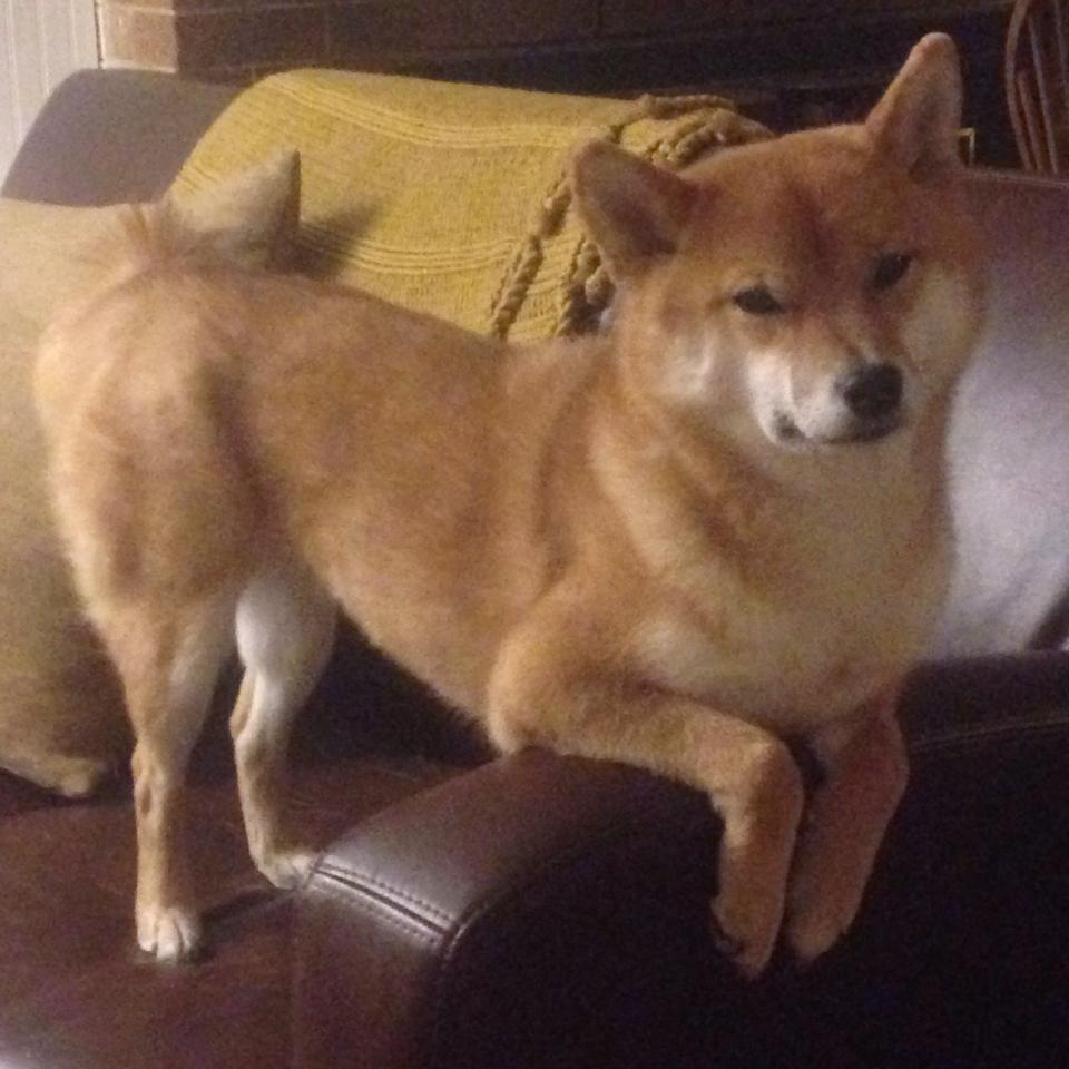 kaiyun官方网站-麦基翁决赛发挥出色技术细腻，麦基翁多高